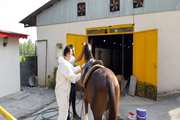 خونگیری از 130 راس اسب جهت مراقبت سرمی بیماری مشمشه در 7  باشگاه سوارکاری توسط شبکه دامپزشکی شهرستان رشت 