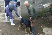 واکسیناسیون سگ های بلاصاحب بر علیه بیماری  هاری با کمک گروههای مردم نهاد در شهرستان فومن