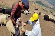واکسیناسیون گله گوسفندان در مراتع بالادستی اشکورات رحیم آباد رودسر 