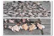 کشف و ضبط 210 پرنده شکاری در بازار روز لنگرود 