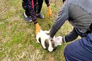 واکسیناسیون سگ های بلاصاحب بر علیه بیماری هاری با کمک گروههای مردم نهاد در شهرستان فومن