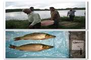 پایش و مراقبت استخرهای پرورش ماهیان گرم آبی با محوریت KHVدر شهرستان صومعه سرا