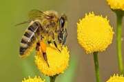 توصیه های دامپزشکی به زنبورداران در ارتباط با مسمومیت ناشی از آفت کشهای کشاورزی