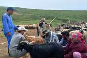 بیش از 5 هزار راس گوسفند و بز در رودبار علیه تب برفکی مایه کوبی شد 