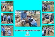 اقدامات دامپزشکی تالش در روز عید قربان
