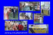 بازرسی پیش از کشتار بیش از 1100 رأس دام نذری در روز عید سعید قربان توسط بازرسین اداره دامپزشکی رشت
