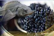 رشد 21 درصدی صادرات خاویار از استان گیلان
