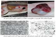 بیماری سپتی سمی هموراژیک در ماهیان سردآبی