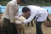 گیلان در روز عید قربان