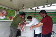 خدمات رایگان دامپزشکی شهرستان لاهیجان در روز عید سعید قربان