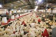 تولید بیش از 9 هزار تن مرغ تازه و منجمد در شهرستان صومعه سرا 