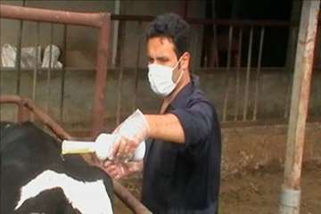 اقدامات پیشگیرانه اداره کل دامپزشکی گیلان علیه لمپی اسکین