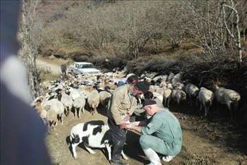 طرح بروسلوز در ییلاقات رودسر