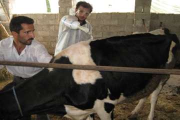 اقدامات پیشگیرانه اداره کل دامپزشکی گیلان علیه لمپی اسکین