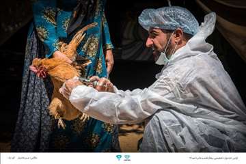 عکسهای منتخب جشنواره تخصصی بیطار