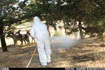 اقدامات پیشگیرانه اداره کل دامپزشکی گیلان علیه لمپی اسکین