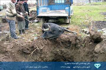 نمایشگاه عکس فعالیت های دامپزشکی