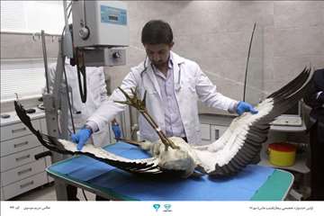 عکسهای منتخب جشنواره تخصصی بیطار