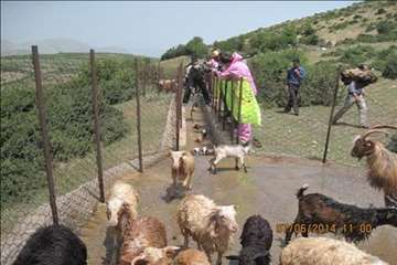 حمام ضد کنه  در مناطق ییلاقی گیلان
