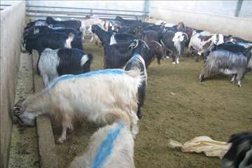 گيلان در روز عيد قربان