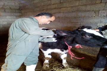 خدمات بهداشتی پیشگیری دامپزشکی گیلان -دهه فجر 94