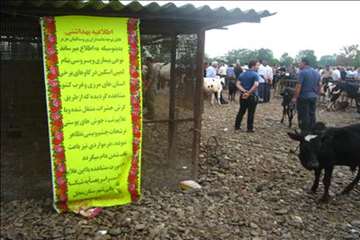 اقدامات پیشگیرانه اداره کل دامپزشکی گیلان علیه لمپی اسکین