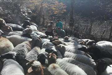 طرح بروسلوز در ییلاقات رودسر