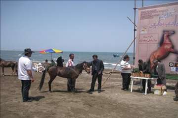 فعالیتهای شبکه دامپزشکی انزلی در جشنواره ملی اسب کاسپین