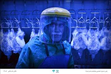 عکسهای منتخب جشنواره تخصصی بیطار