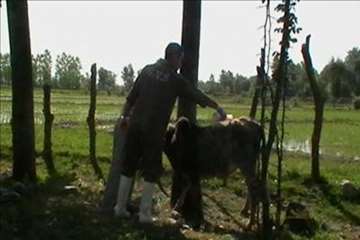 اقدامات پیشگیرانه اداره کل دامپزشکی گیلان علیه لمپی اسکین