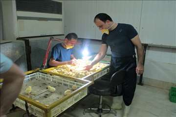 بازدید ریاست سازمان دامپزشکی کشور بهمراه هیئت روسی از مراکز تحت نظارت دامپزشکی گیلان(جوجه کشی و کشتا