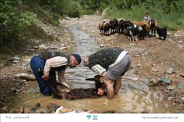 عکسهای منتخب جشنواره تخصصی بیطار