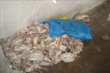 اكيپ عملياتي در برف انزلي و صومعه سرا