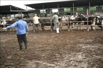 اقدامات پیشگیرانه اداره کل دامپزشکی گیلان علیه لمپی اسکین