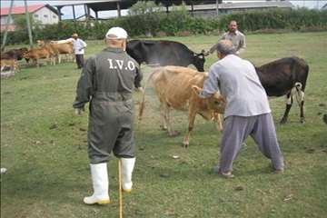 اقدامات پیشگیرانه اداره کل دامپزشکی گیلان علیه لمپی اسکین