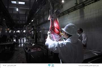 عکسهای منتخب جشنواره تخصصی بیطار