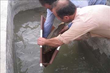 فعالیتهای اداره آبزیان گیلان