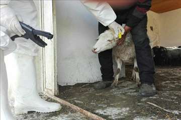 طرح بروسلوز در ییلاقات رودسر