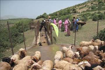 حمام ضد کنه  در مناطق ییلاقی گیلان