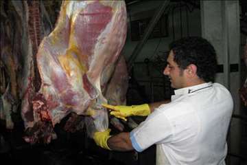 پیشگیری از CCHF