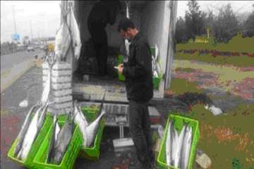 طرح تشدید نظارت بهداشتی نوروز 94