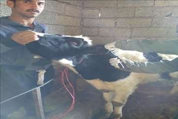 خدمات بهداشتی پیشگیری دامپزشکی گیلان -دهه فجر 94