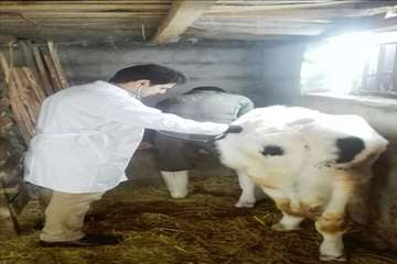 خدمات بهداشتی پیشگیری دامپزشکی گیلان -دهه فجر 94