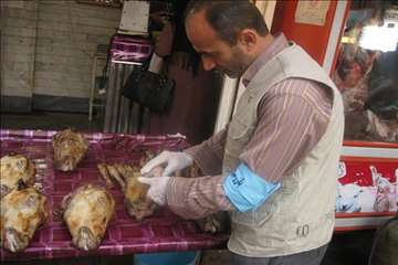 خدمات بهداشتی پیشگیری دامپزشکی گیلان -دهه فجر 94