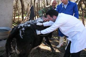 خدمات بهداشتی پیشگیری دامپزشکی گیلان -دهه فجر 94