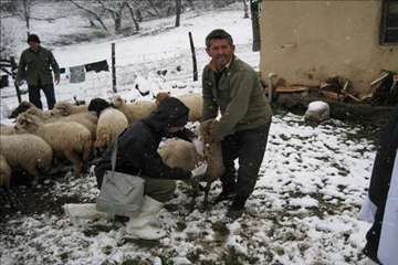 خدمات بهداشتی پیشگیری دامپزشکی گیلان -دهه فجر 94