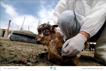 عکسهای منتخب جشنواره تخصصی بیطار