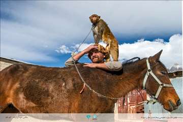 عکسهای منتخب جشنواره تخصصی بیطار