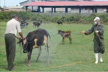 اقدامات پیشگیرانه اداره کل دامپزشکی گیلان علیه لمپی اسکین