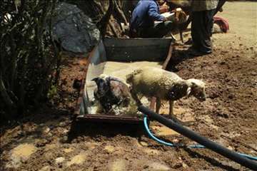 حمام ضد کنه  در مناطق ییلاقی گیلان